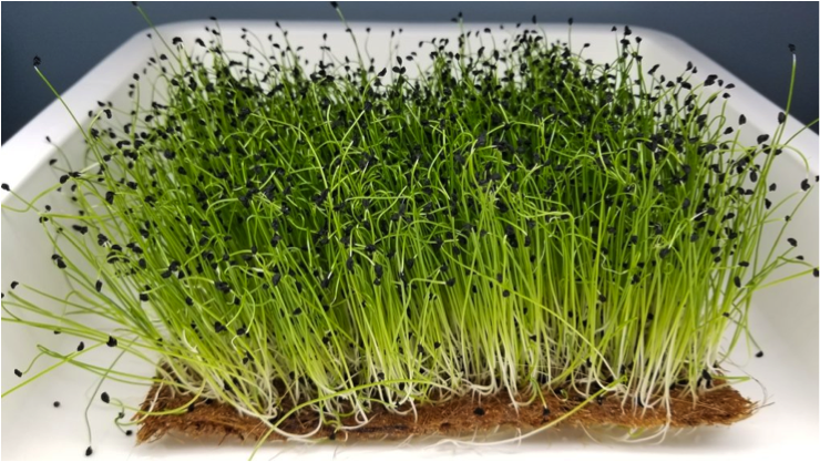 1610099049Microgreens.png