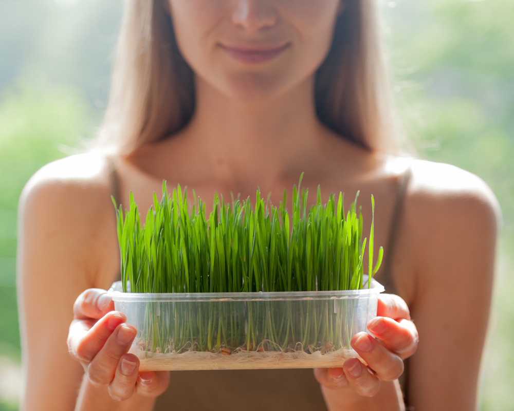 16153766172-Wheatgrass.jpg